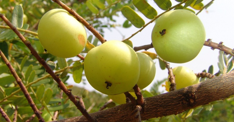 药食同源余甘子,巧搭食材更养生