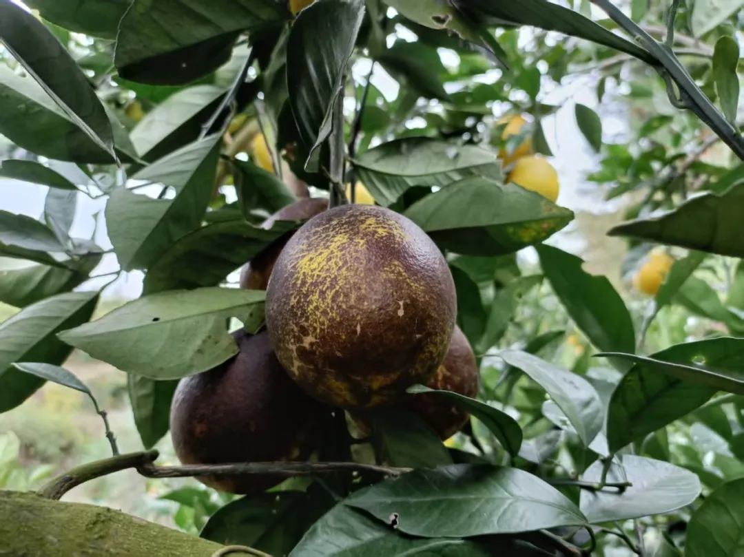 江西璞实有机黑皮橙,果肉清甜多汁基地直发有机认证0农残