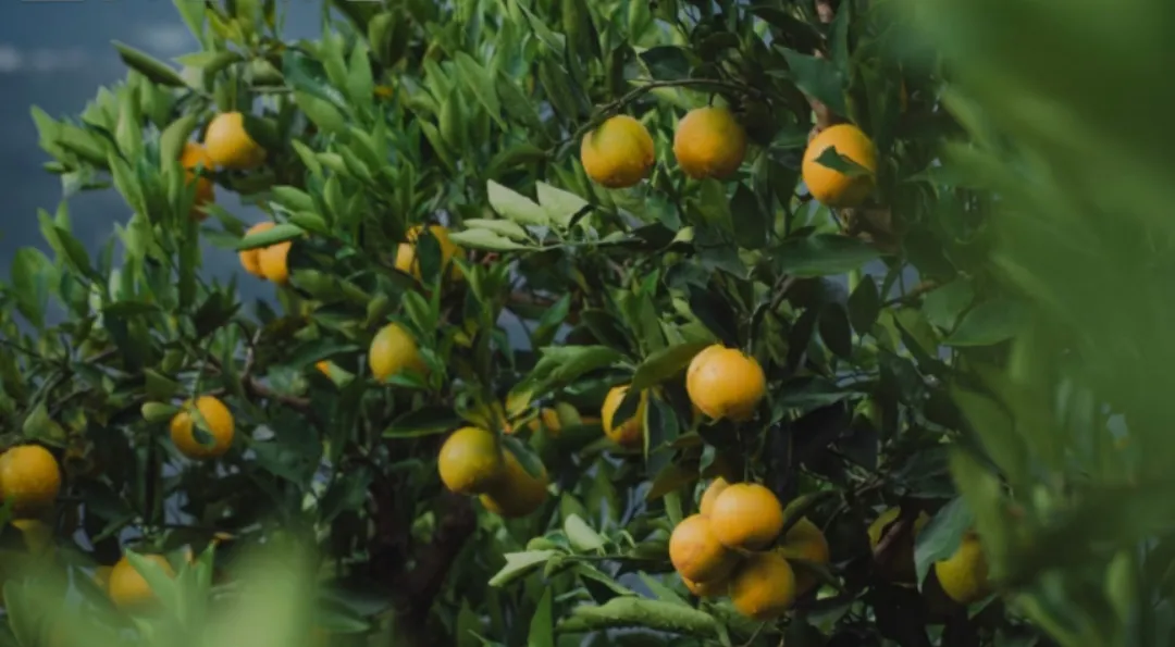 当餐生鲜发布吃橙时刻表,品质保障美味优选