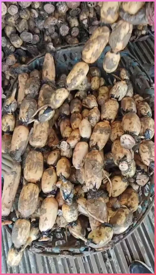 万物皆可油炸!4样常见食材一次搞定外酥里嫩!中老年也能放心吃!