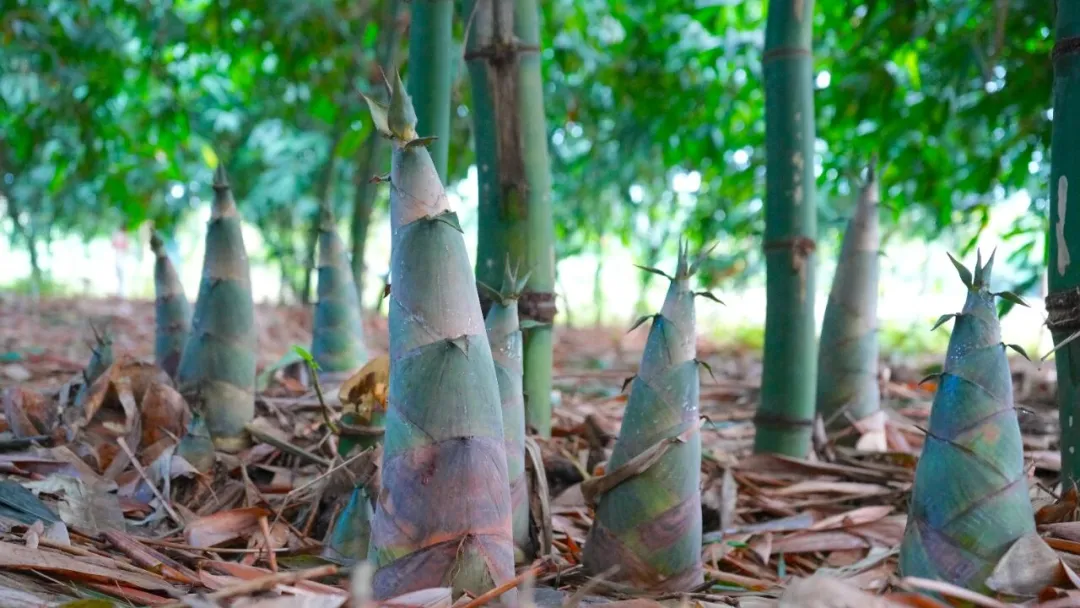 国家级美食,湛江增两席!当餐优选“山珍海味”食材组团出道