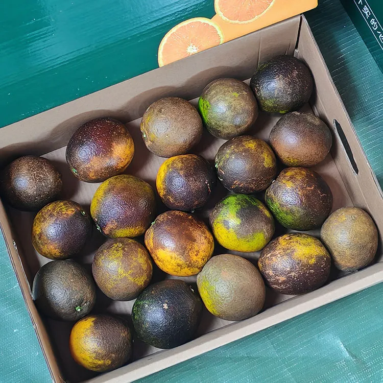 江西璞实有机黑皮橙,果肉清甜多汁基地直发有机认证0农残