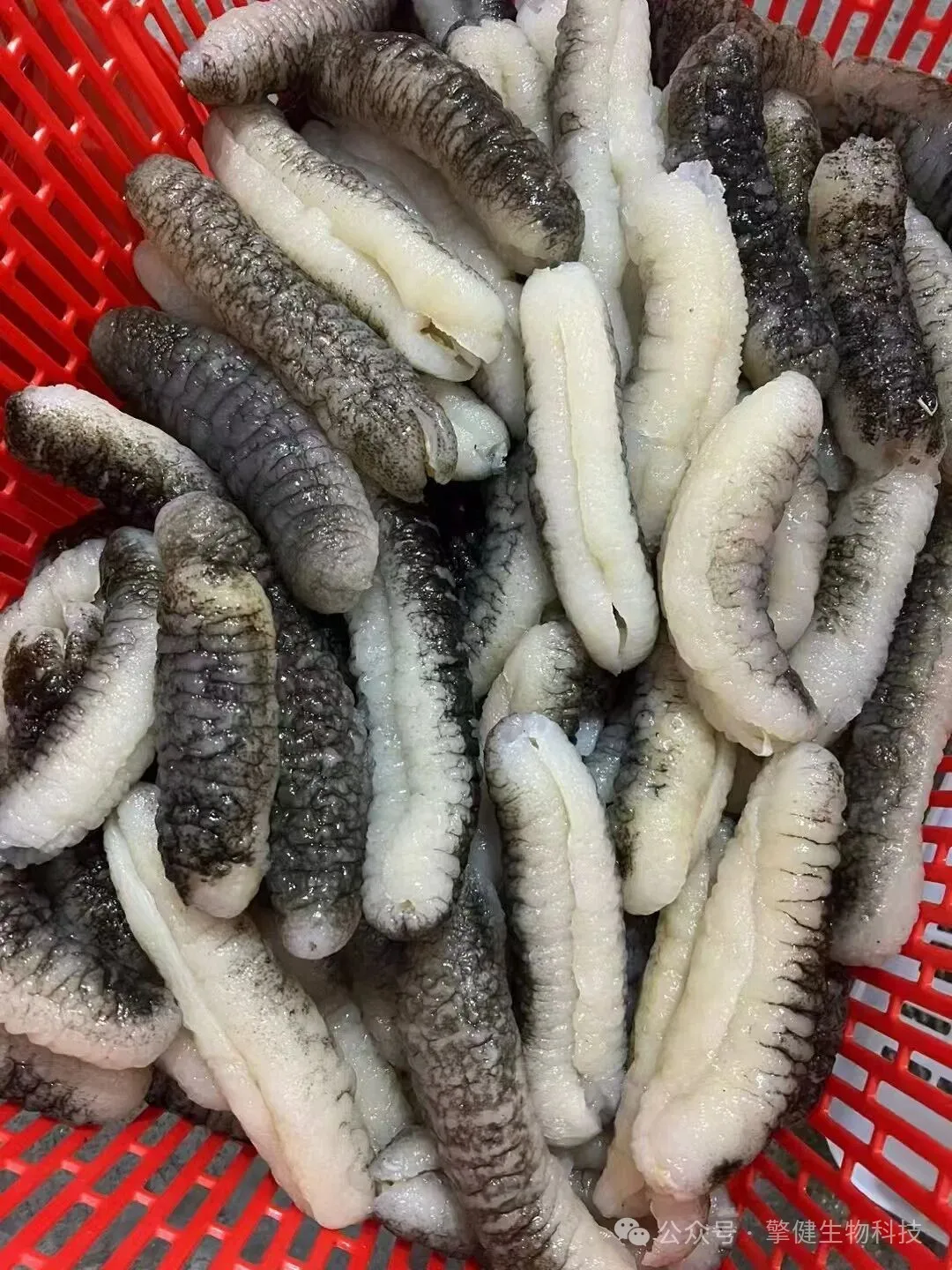 明秃参为什么是现代家庭的常用食材?