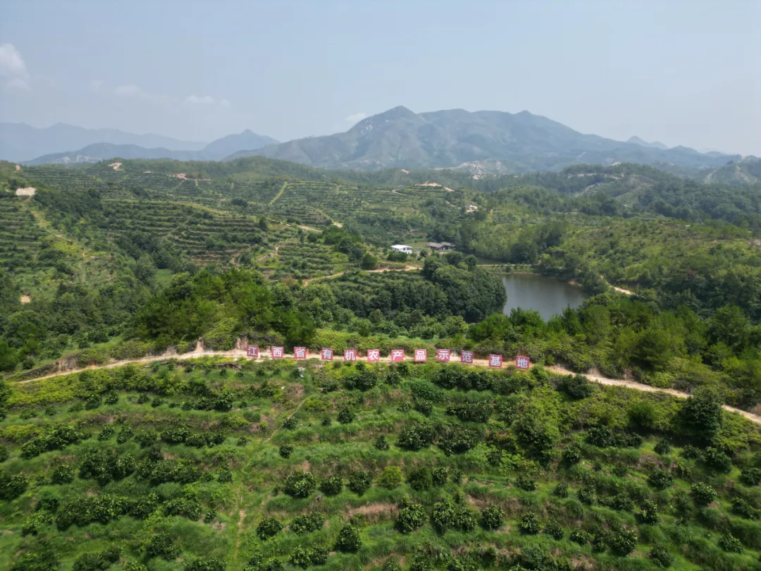 江西璞实有机黑皮橙,果肉清甜多汁基地直发有机认证0农残