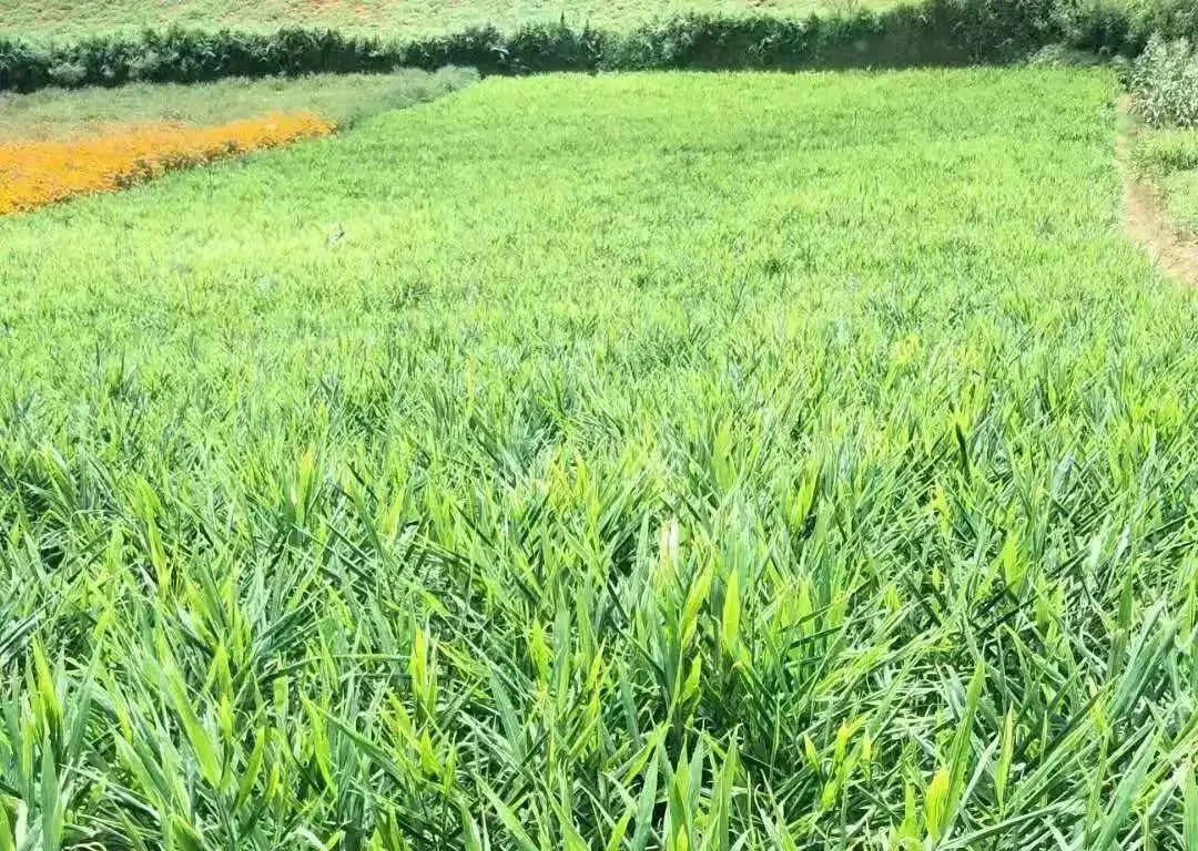 有机小黄姜香辣味纯正,温暖脾胃,好吃又养生!