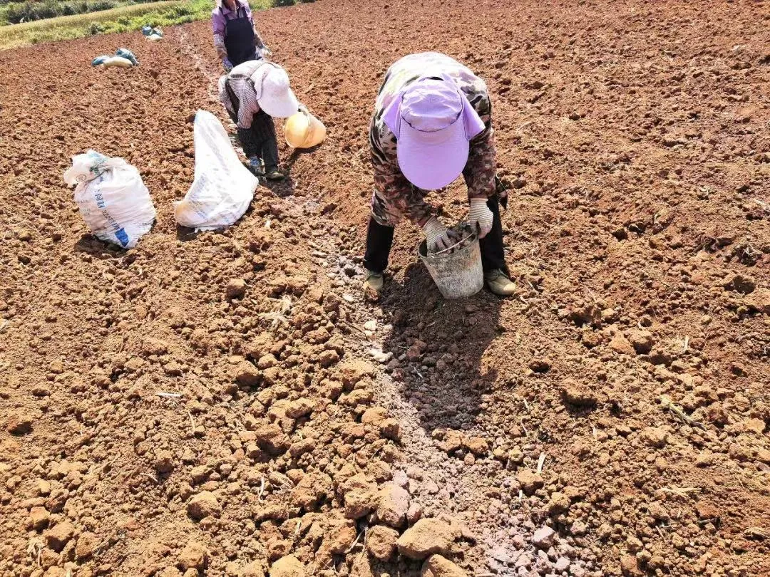 有机小黄姜香辣味纯正,温暖脾胃,好吃又养生!
