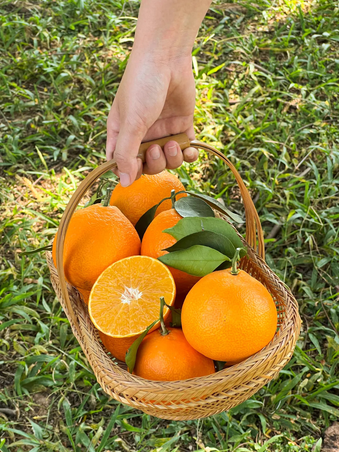 当餐优选浙江象山产地食材红美人果冻橙