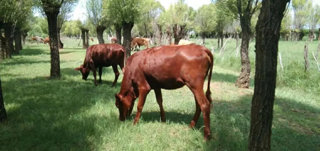 儿童的健康问题,当餐从食材开始守护