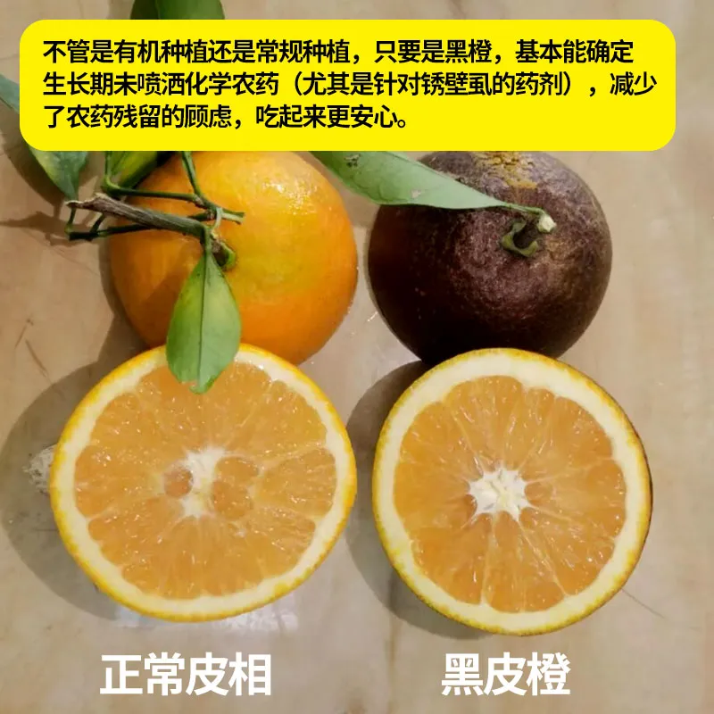 江西璞实有机黑皮橙,果肉清甜多汁基地直发有机认证0农残