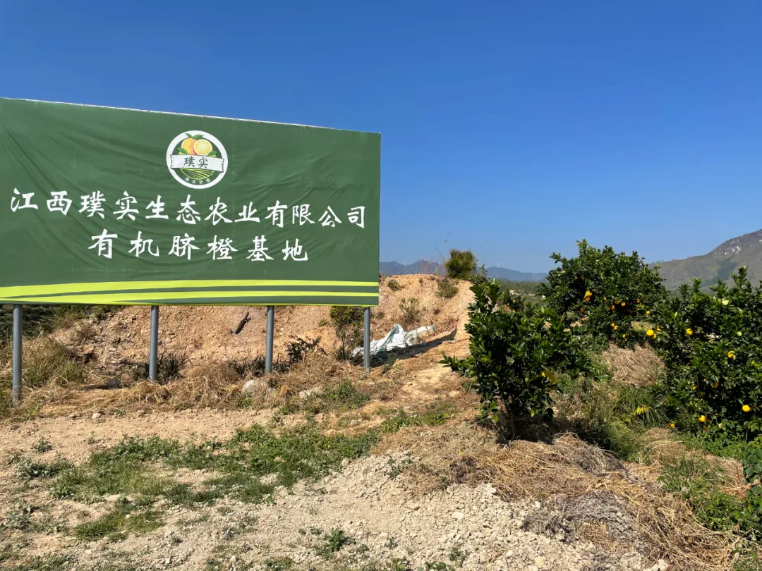 江西璞实有机黑皮橙,果肉清甜多汁基地直发有机认证0农残