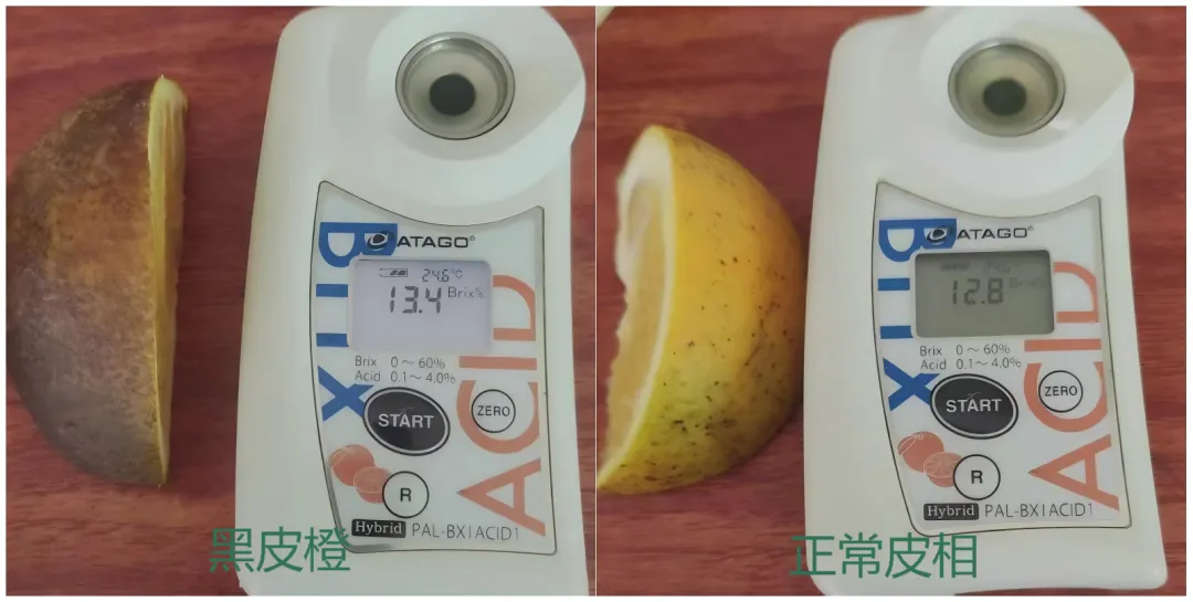 江西璞实有机黑皮橙,果肉清甜多汁基地直发有机认证0农残