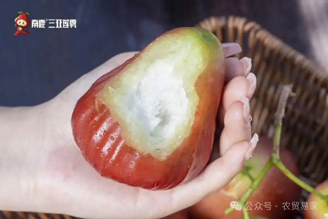 南鹿一号有机莲雾:秋冬季补水神器,减肥圣果!