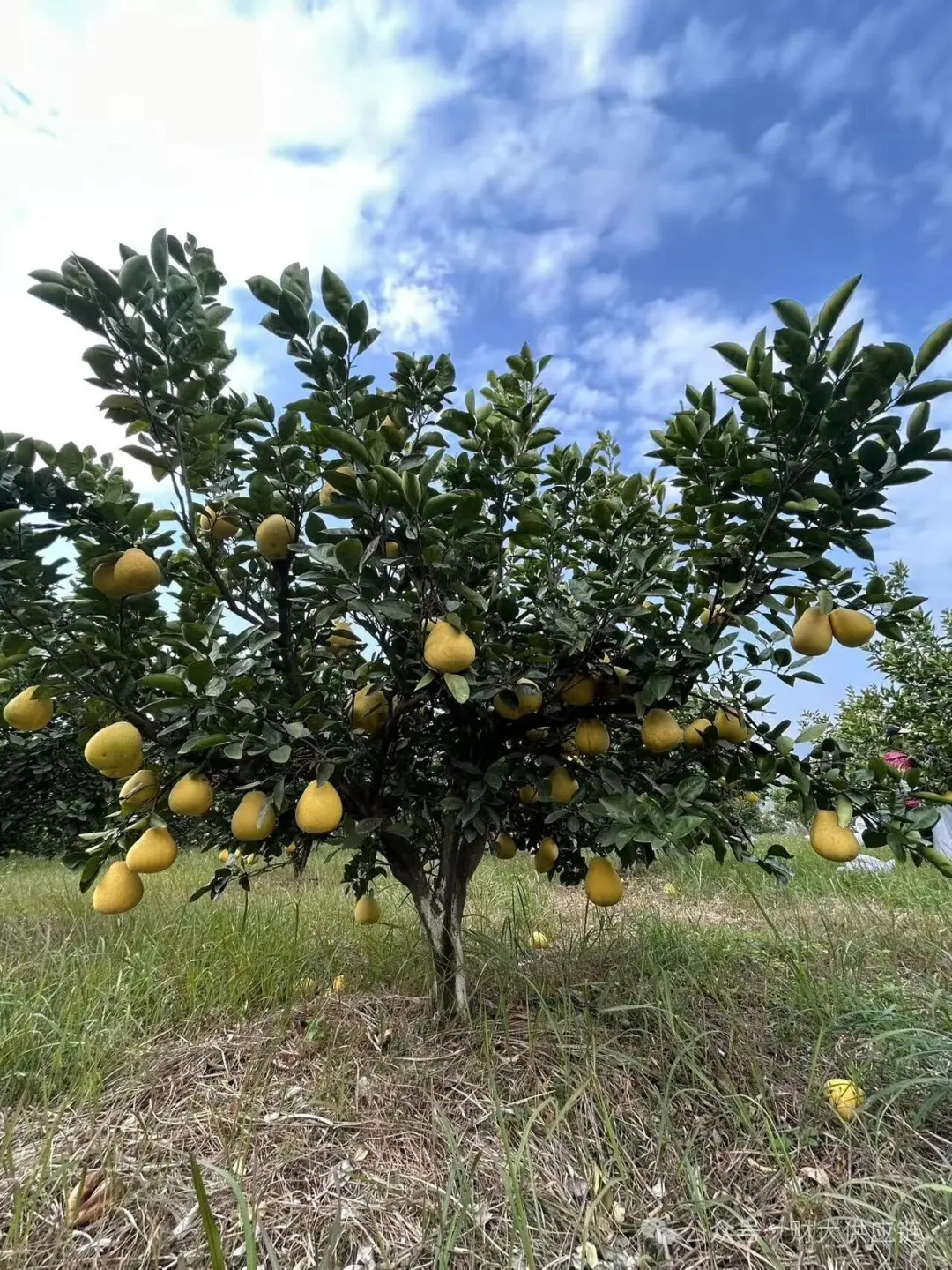 鼎盛有机金兰柚“甜蜜滋养”行动在京启幕 中农植业冠名助力高品质农产品全国推广