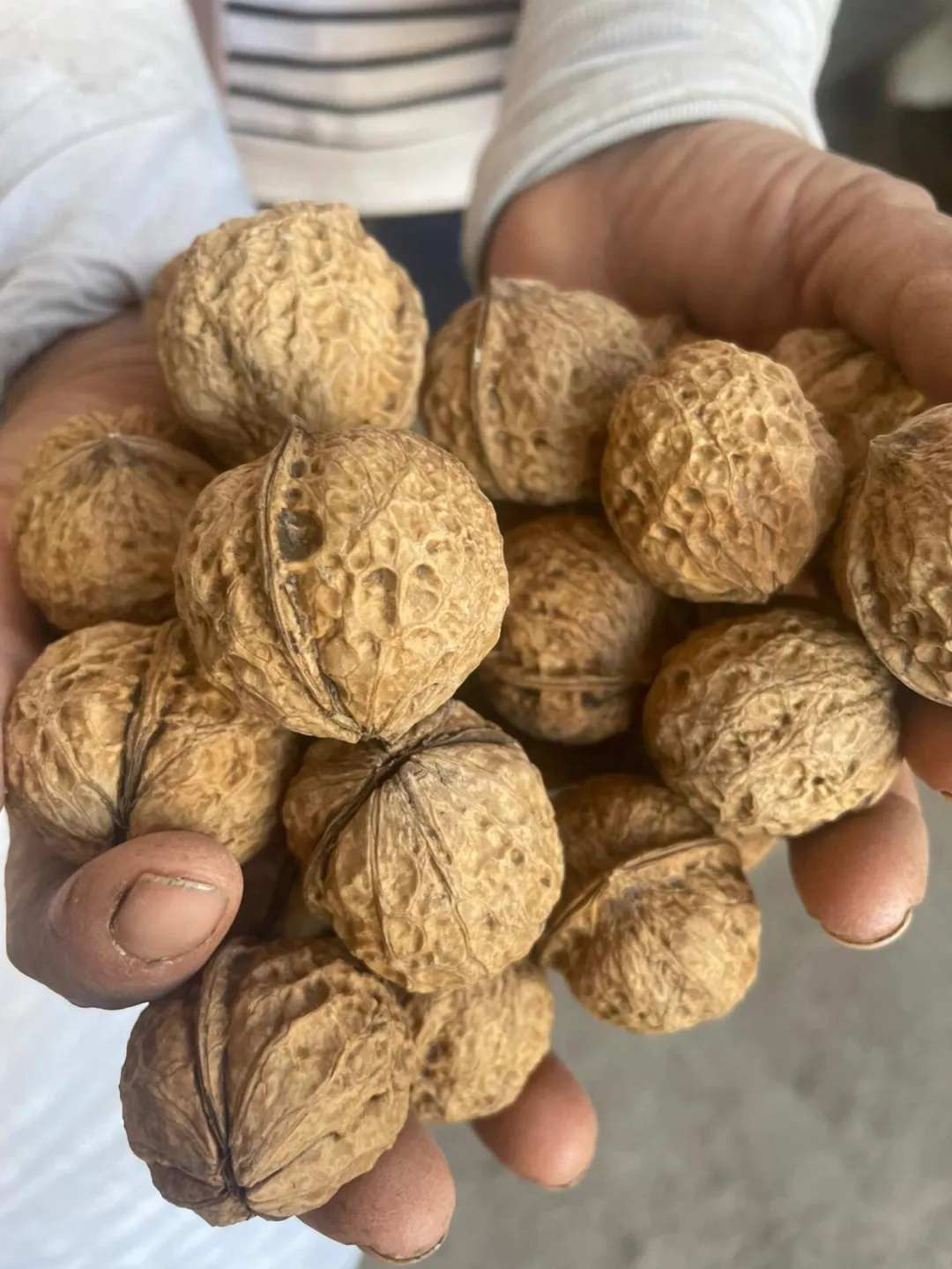 云南百年古树有机核桃薄壳易取全家都爱吃