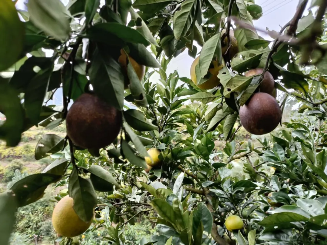 江西璞实有机黑皮橙,果肉清甜多汁基地直发有机认证0农残