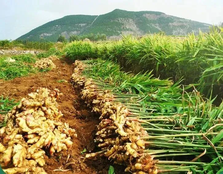 有机小黄姜香辣味纯正,温暖脾胃,好吃又养生!