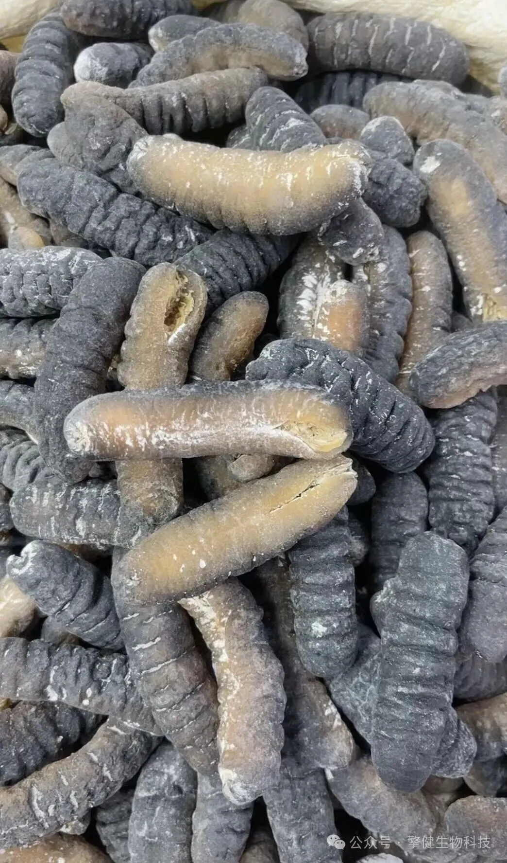 明秃参为什么是现代家庭的常用食材?