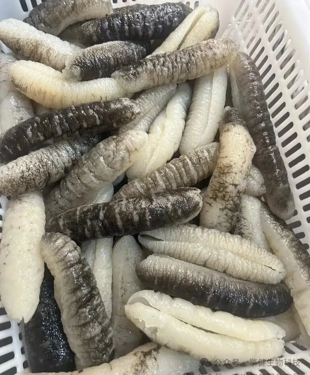 明秃参为什么是现代家庭的常用食材?