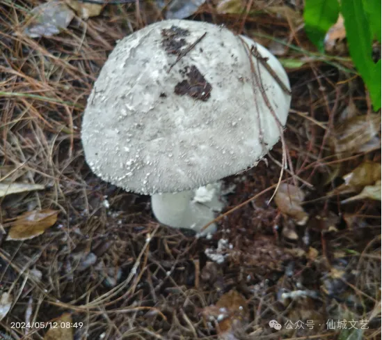 黔江家乡的松菌:忘不掉的山珍