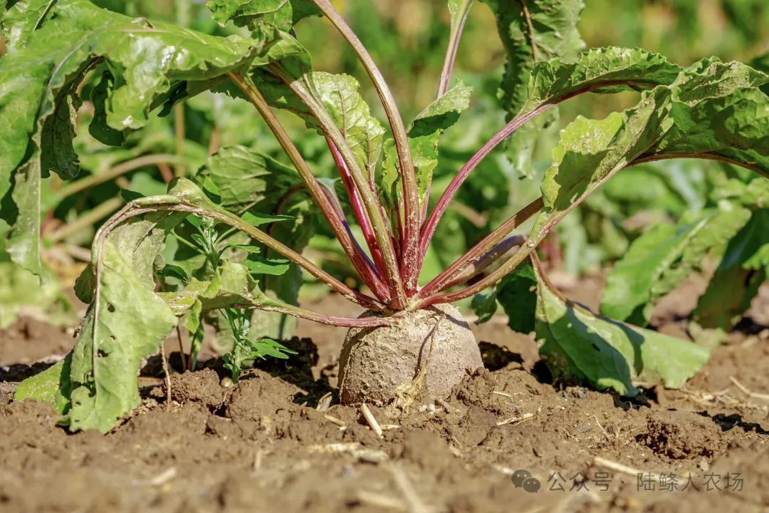 为什么越来越多人开始吃有机食材?