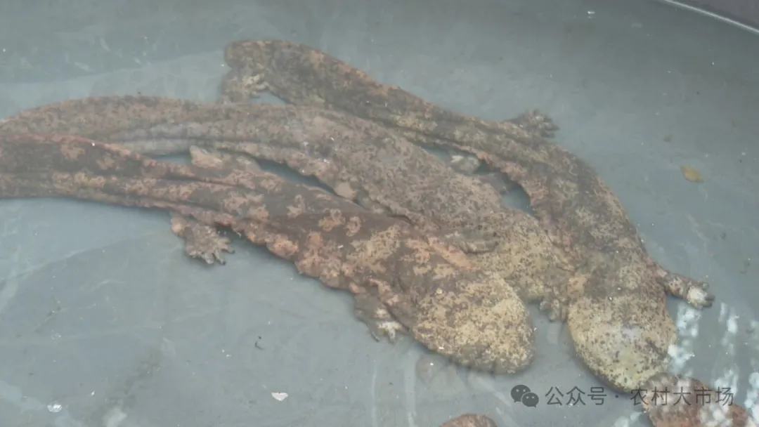 大山椒鱼成为特色餐饮新亮点