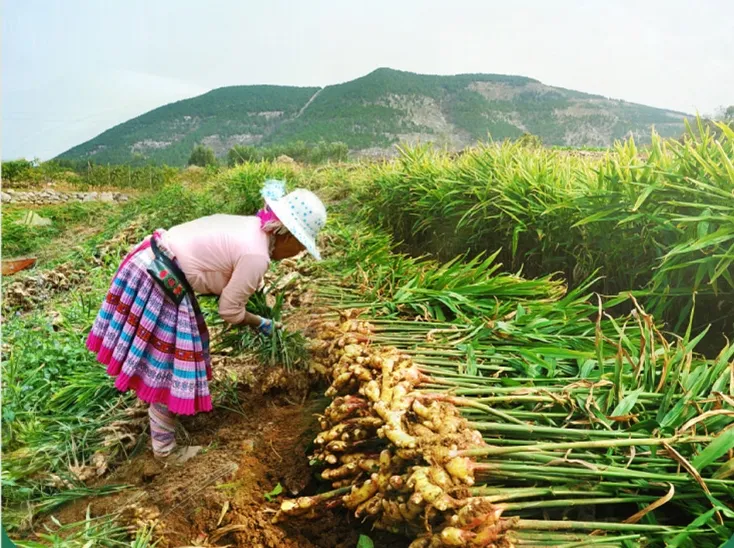 有机小黄姜香辣味纯正,温暖脾胃,好吃又养生!
