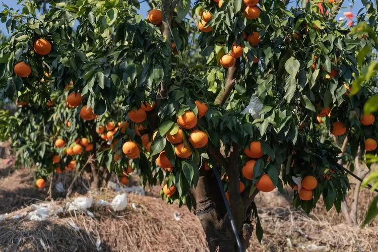 当餐优选浙江象山产地食材红美人果冻橙