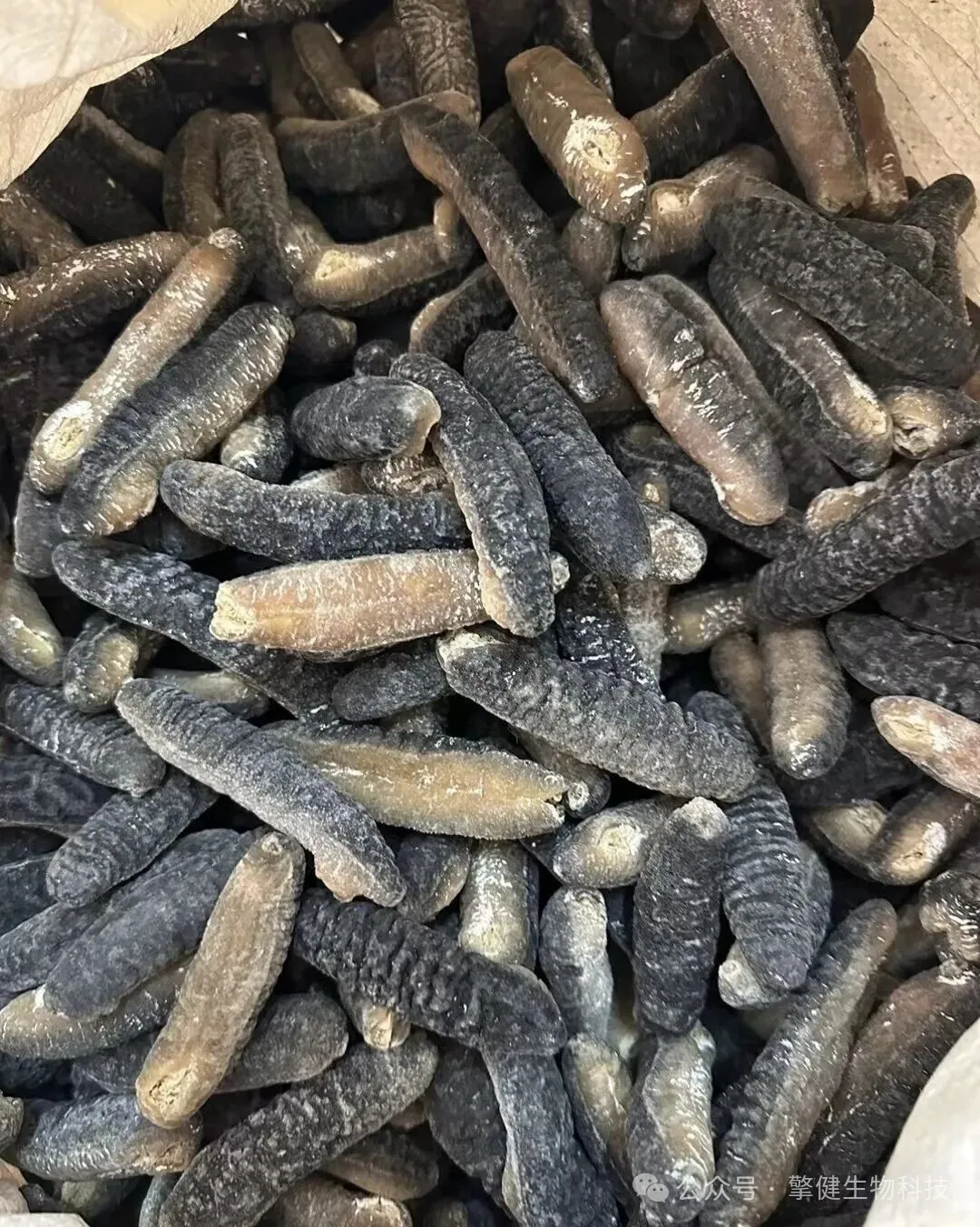 明秃参为什么是现代家庭的常用食材?