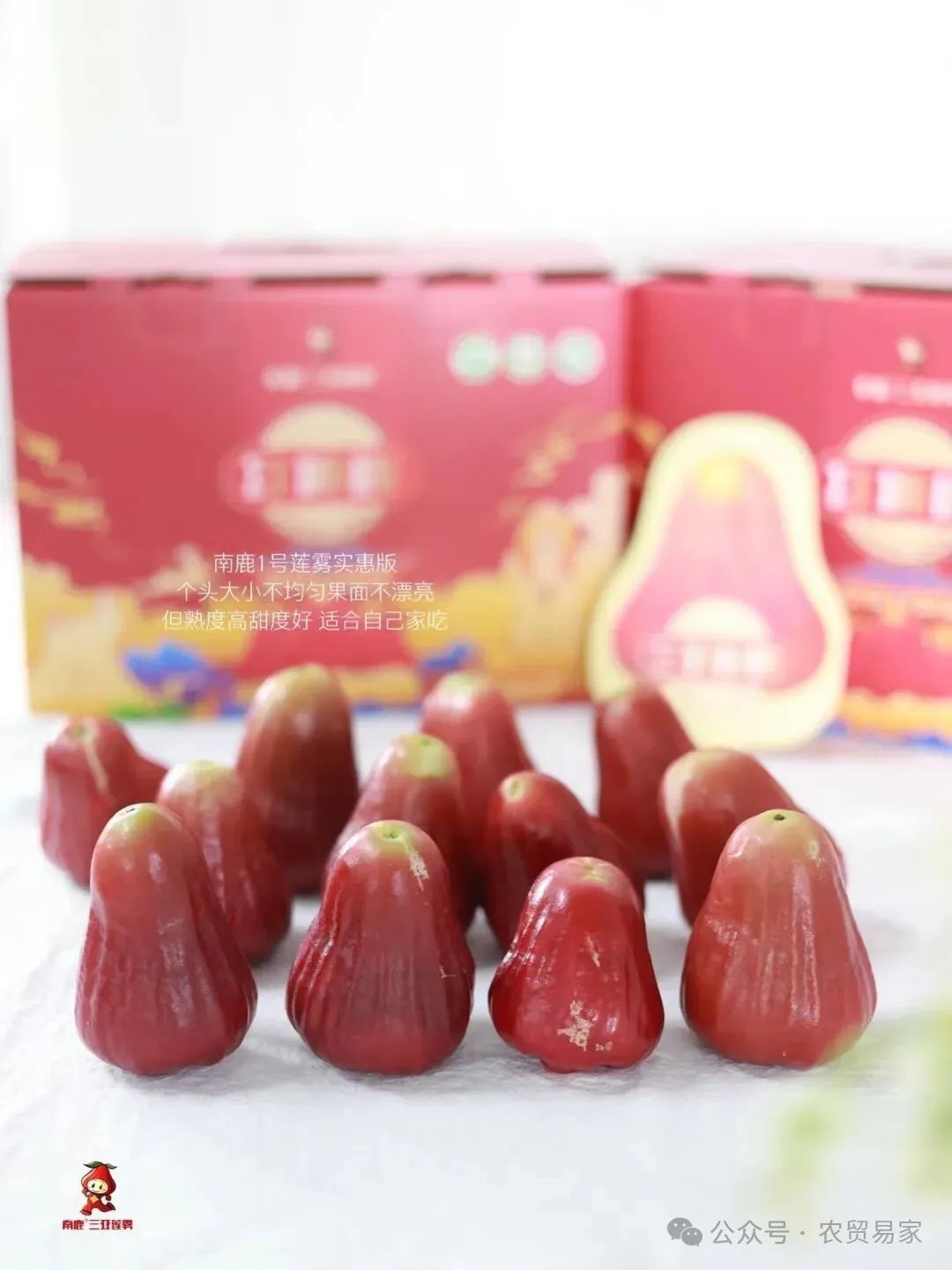 南鹿一号有机莲雾:秋冬季补水神器,减肥圣果!