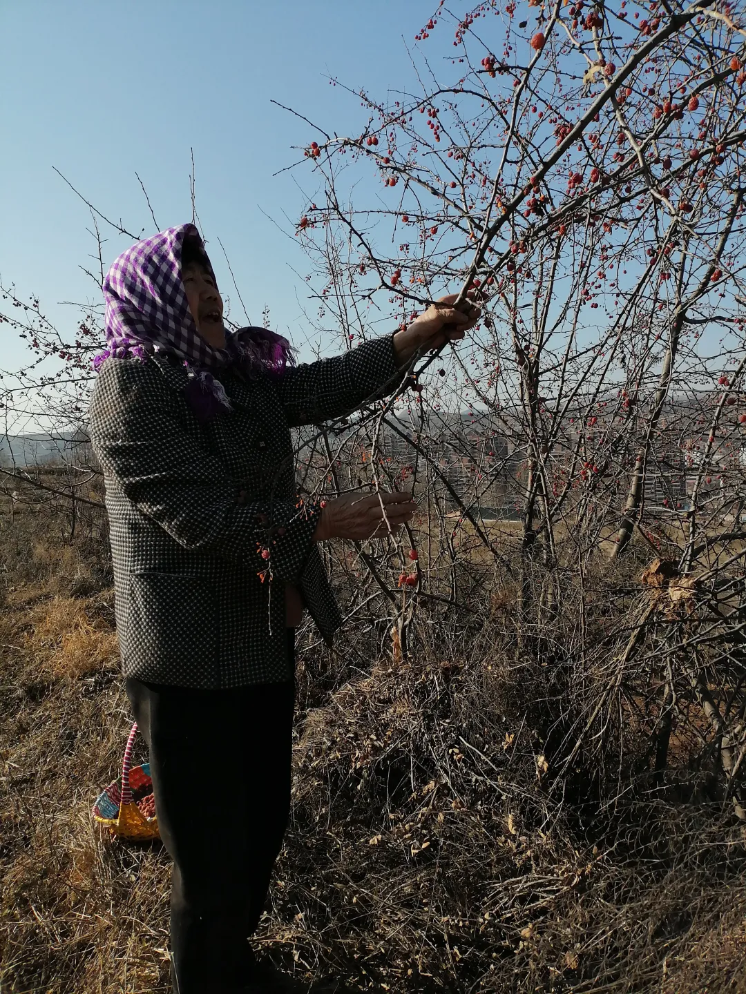 渭源有山珍,名曰沙棘和食枣,你吃过吗?