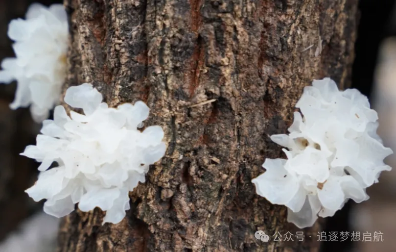 养生银耳藏在寻常食材里的滋补智慧