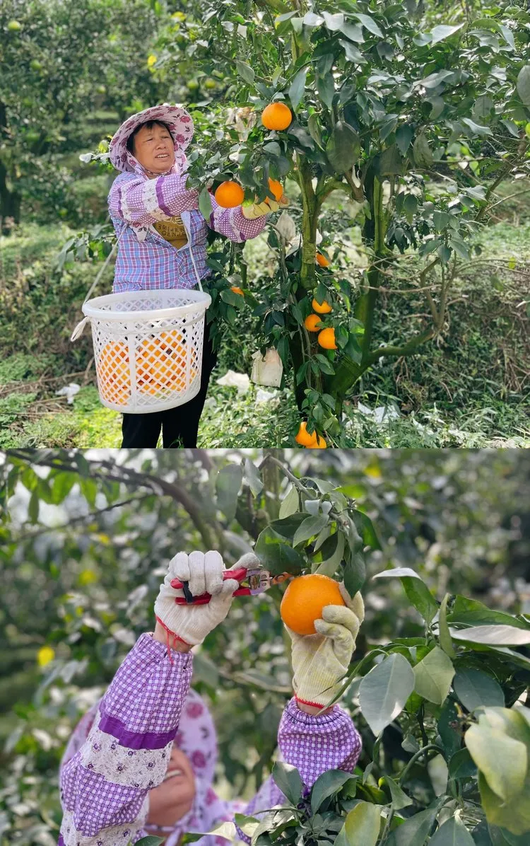 当餐优选浙江象山产地食材红美人果冻橙