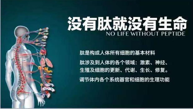 肽对健康和食品配料的革新影响