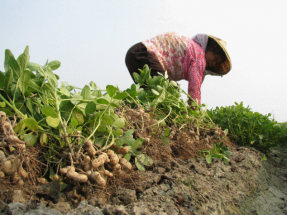 传统美食酥松香脆花生糖,传统老味道,一口茶一口酥糖