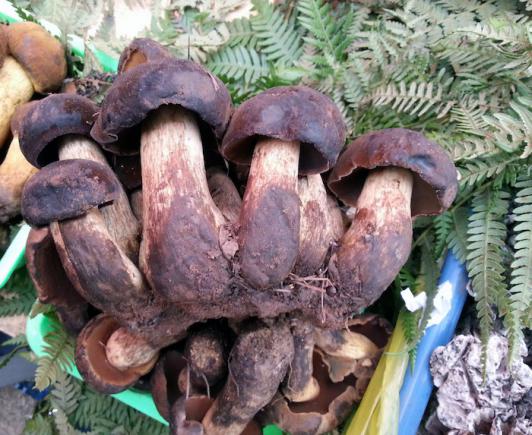 “高端食材”黑牛肝菌的新哲学