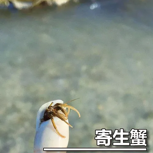 寻味陵水小吃,找寻生活的佐料