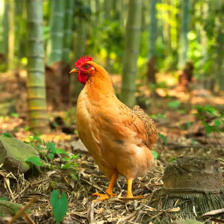 中国竹乡安吉竹韵茶香浸鲜醇