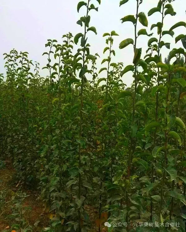 当餐优选中早熟老字号梨品种:新品黄冠梨