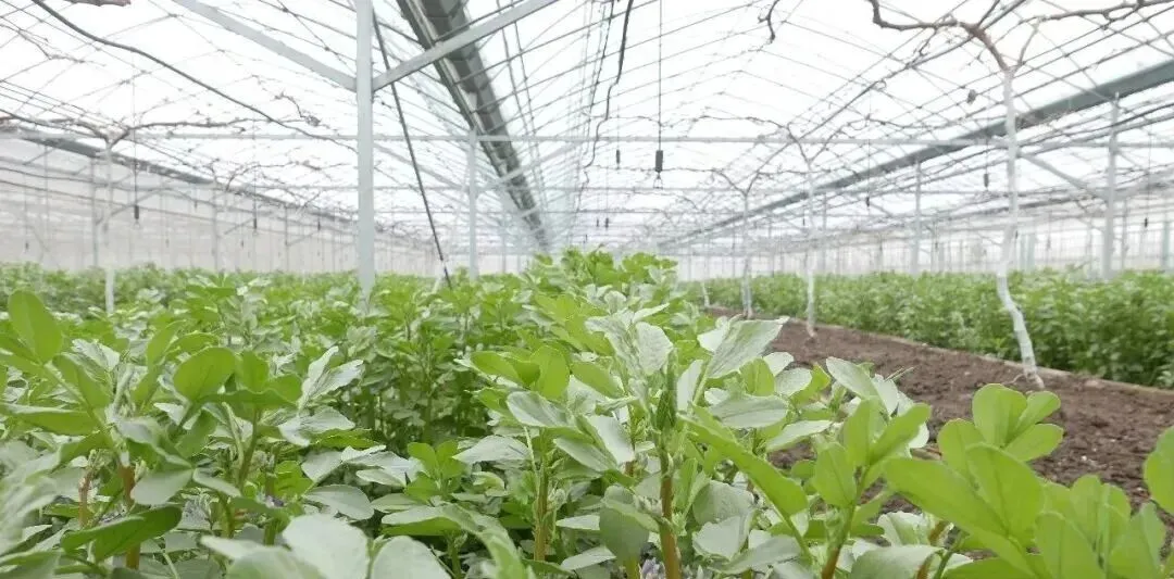 葡萄架下的蚕豆,生态与美味的双重价值