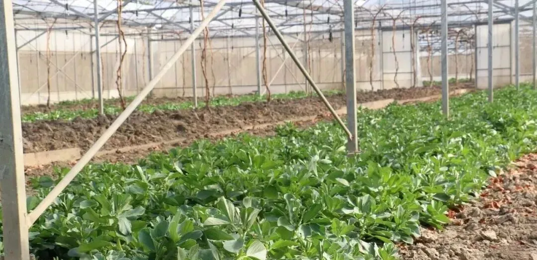 葡萄架下的蚕豆,生态与美味的双重价值