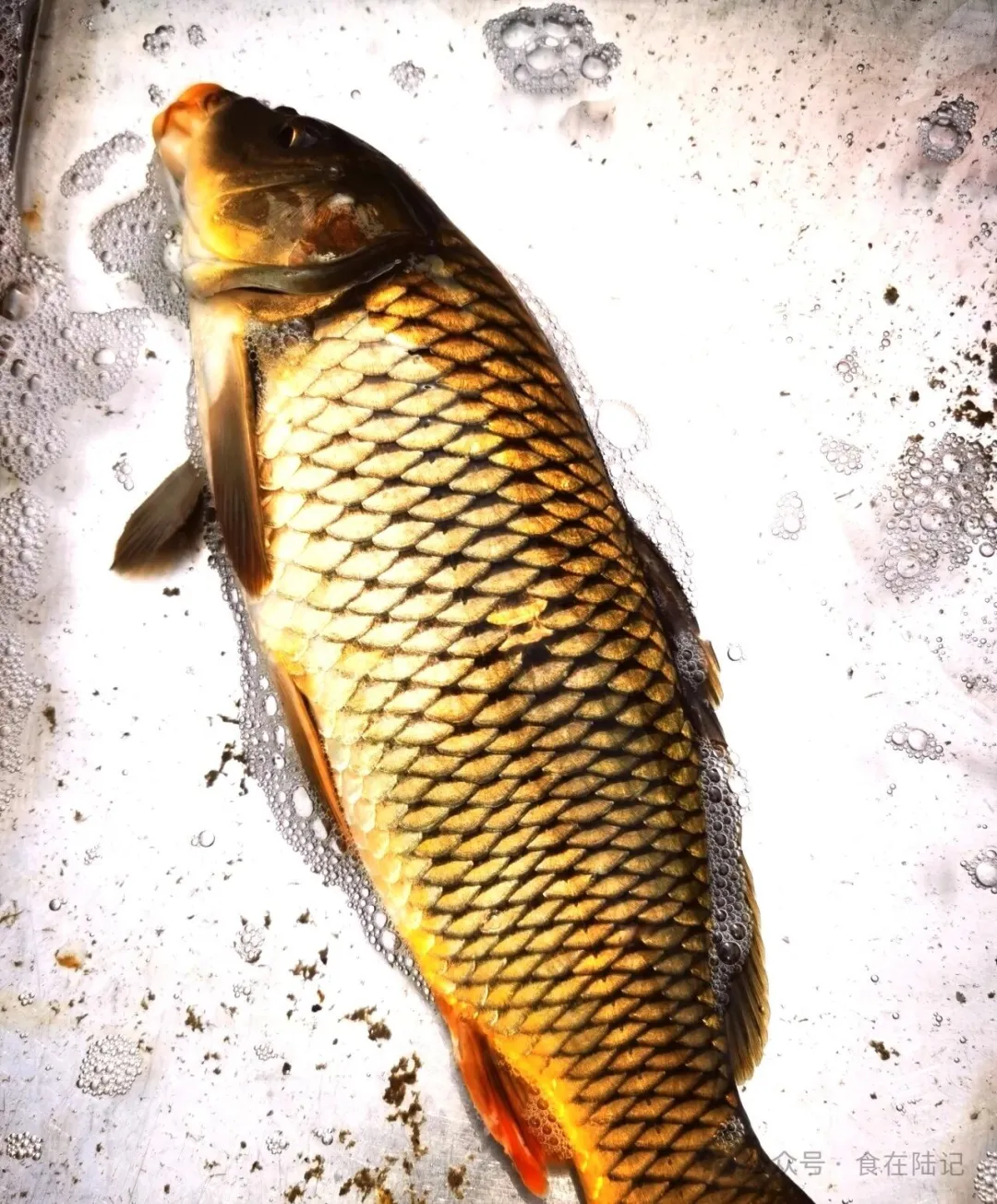 昌邑特色食材葱油潍河鲤鱼