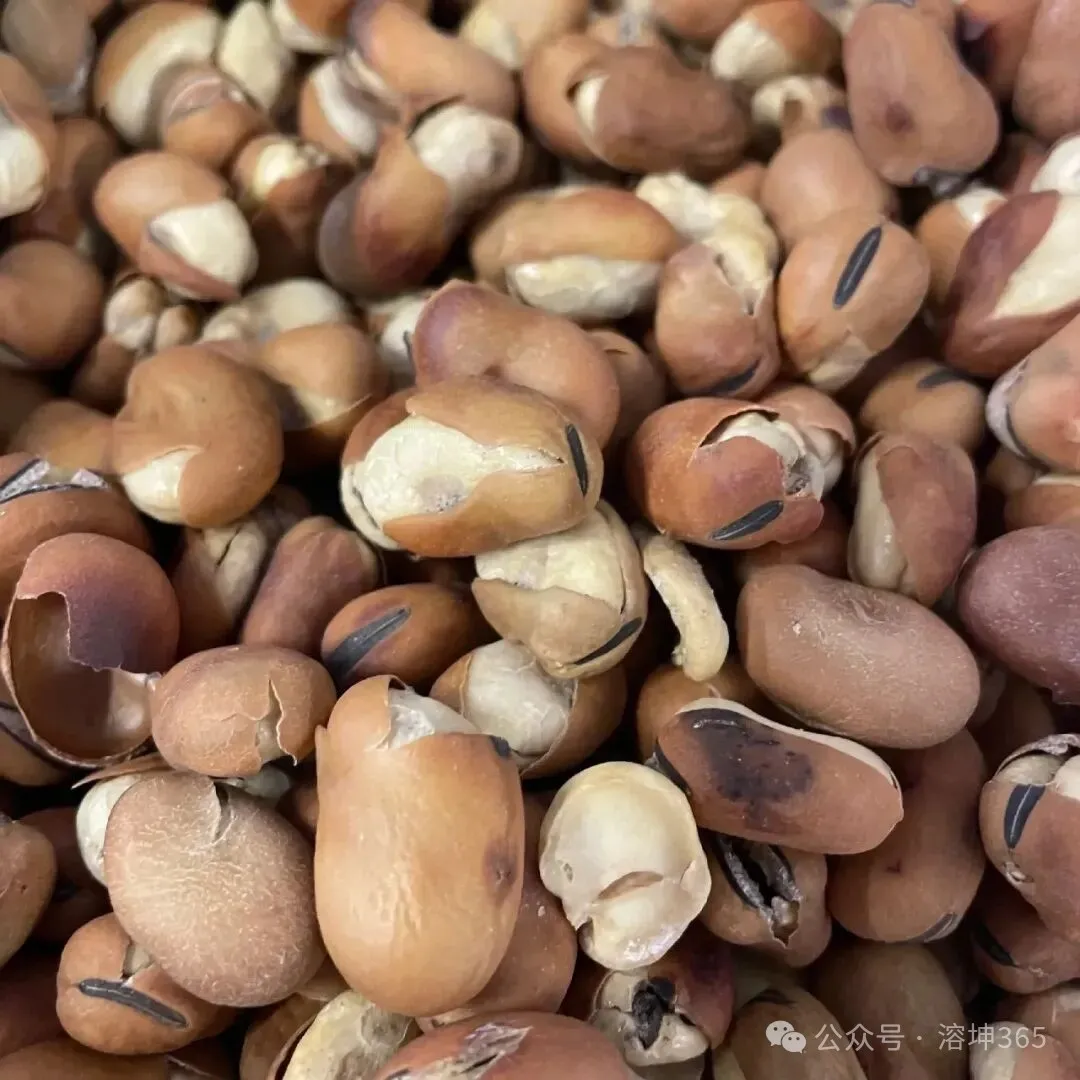 常见食材蚕豆青翠如玉,风味千年