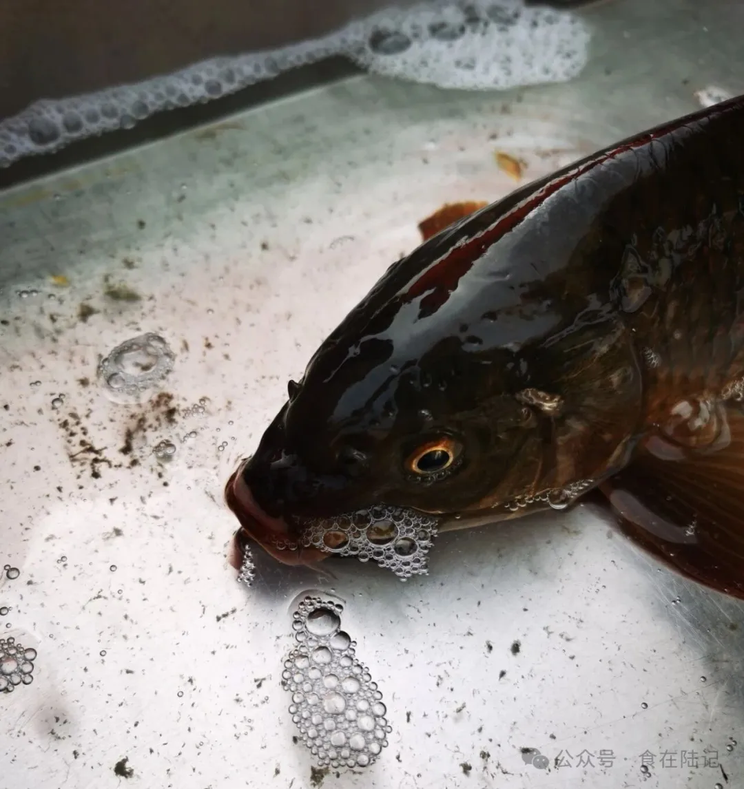 昌邑特色食材葱油潍河鲤鱼