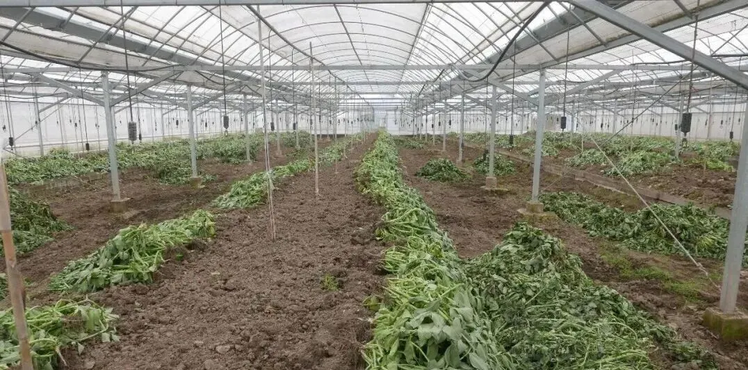 葡萄架下的蚕豆,生态与美味的双重价值