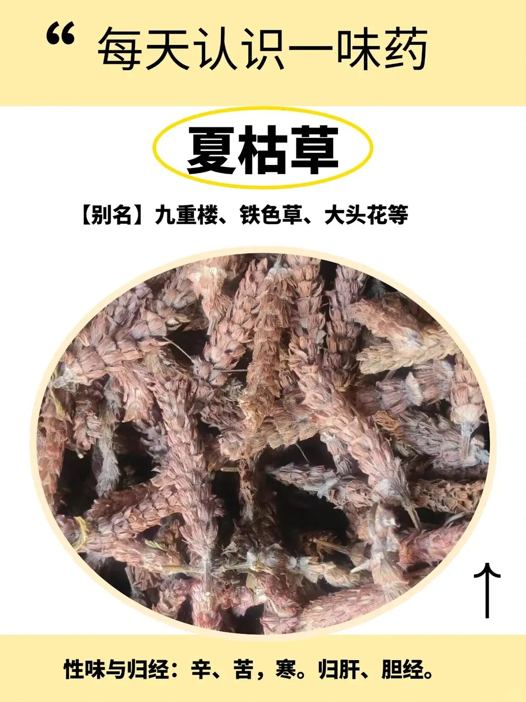 每日当餐药材夏枯草