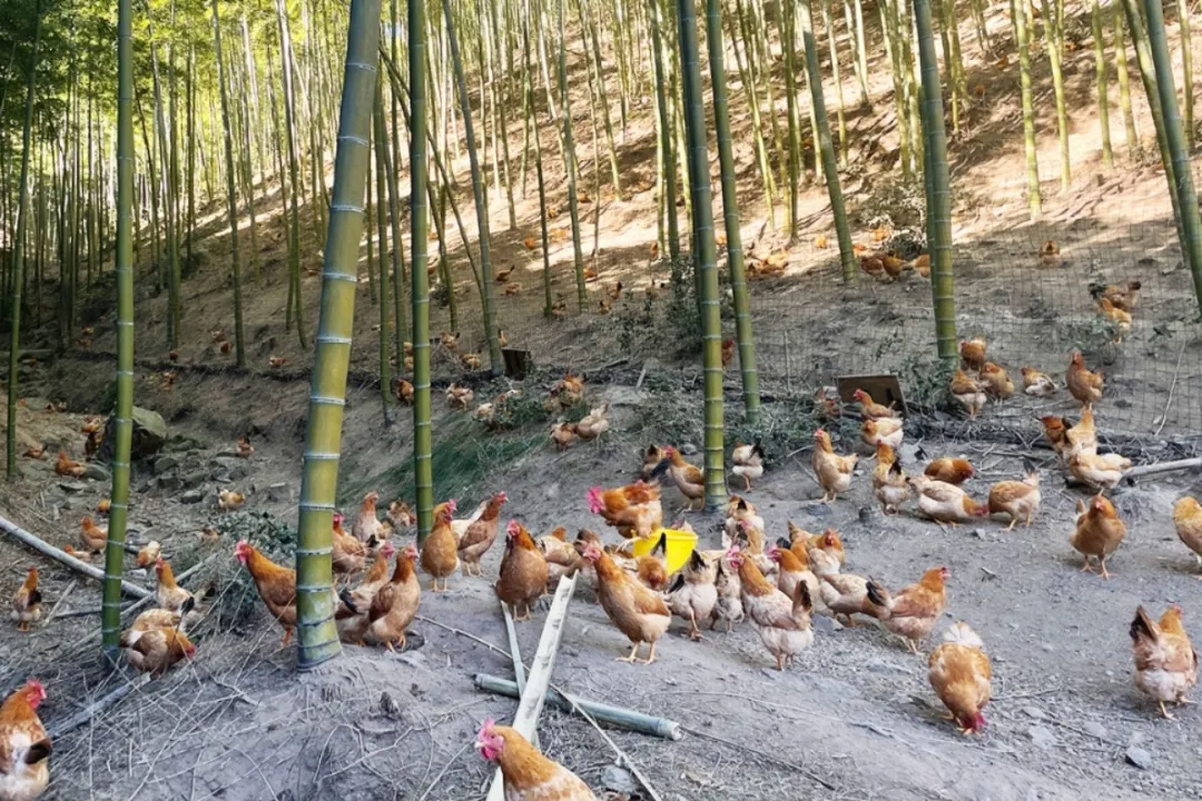 中国竹乡安吉竹韵茶香浸鲜醇