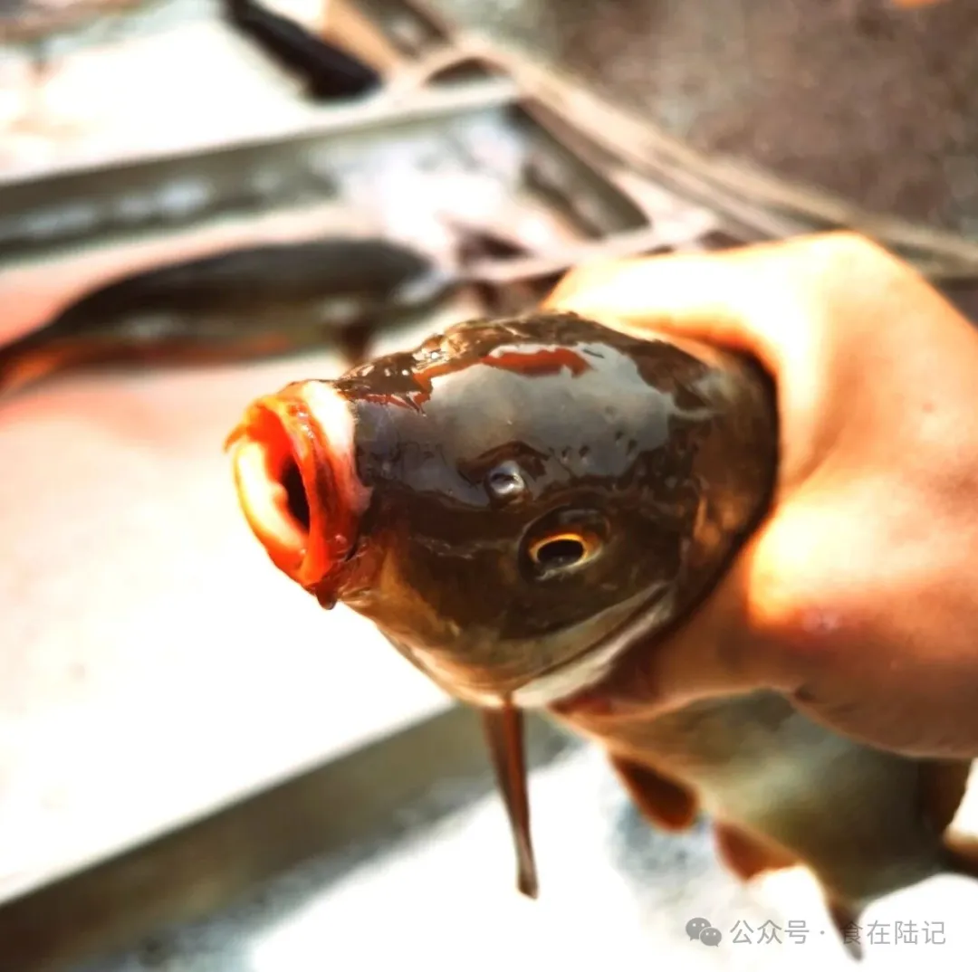 昌邑特色食材葱油潍河鲤鱼