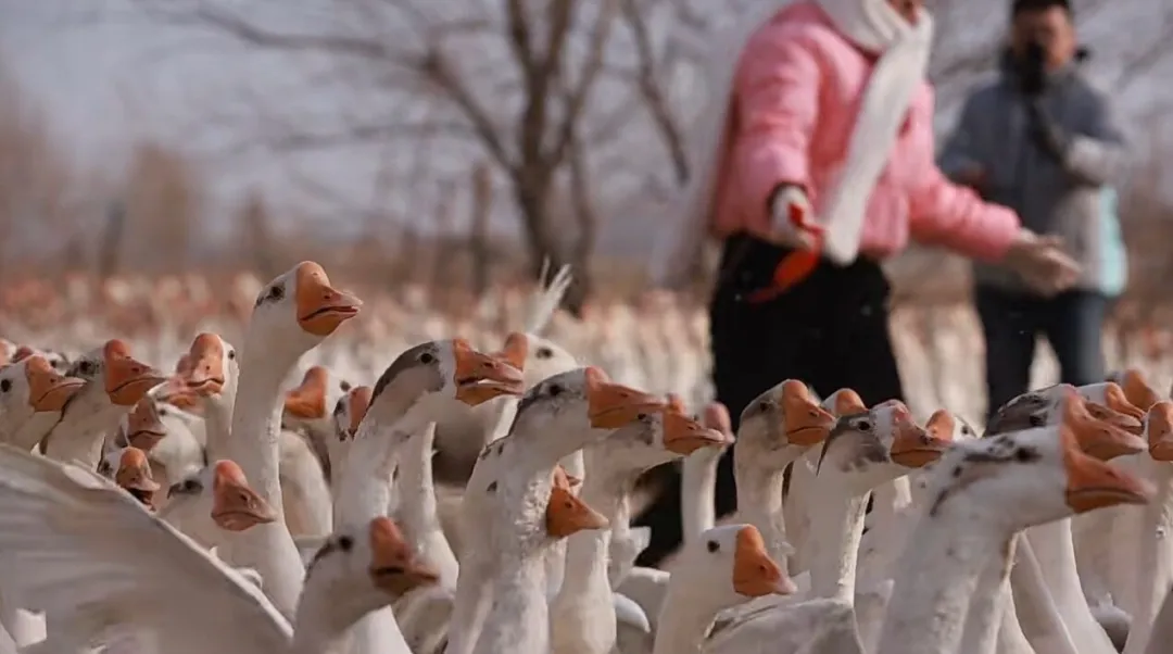 台安特色美食亮相京城 鸭鹅产业奏响发展强音