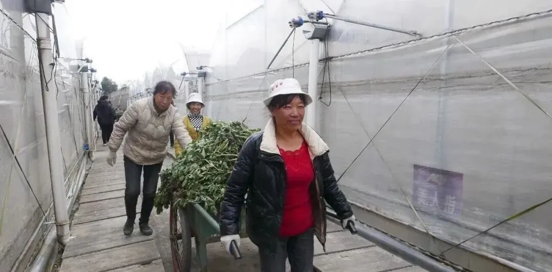 葡萄架下的蚕豆,生态与美味的双重价值