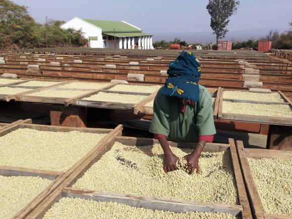 告别“看天吃饭”前沿技术解锁生豆处理新可能